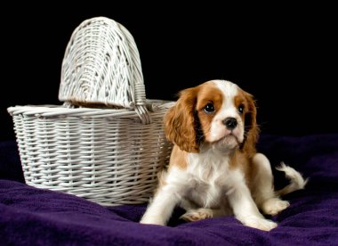 A young dog Cavalier King Charles Spaniel next to a wicker shopping cart clipart