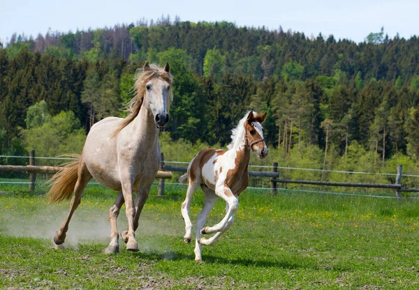 牧草地のパドックに群れをなす雌馬 — ストック写真