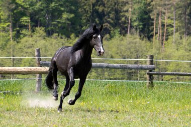 It's a sunny day and a black horse is having fun in the pasture paddock clipart