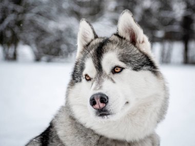 Sibirya Husky 'sinin karlı kafası, donmuş bir vadide yakın plan portresi.