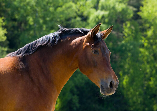 Close-up of a brown horse in the afternoon sun on a pasture.
