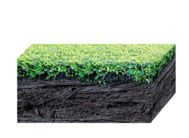 yeşil çim ve izole Karakök 