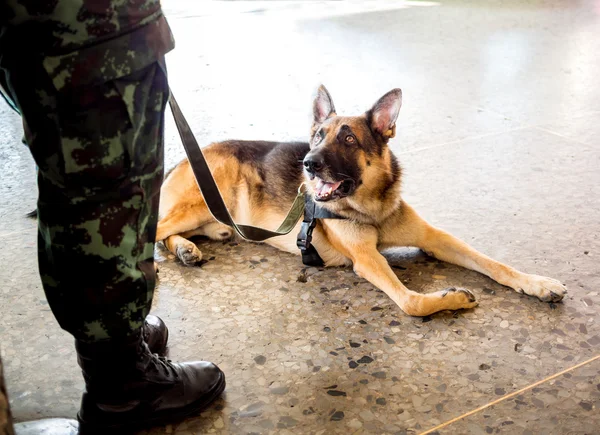 Soldati e il suo cane soldato in città — Foto Stock