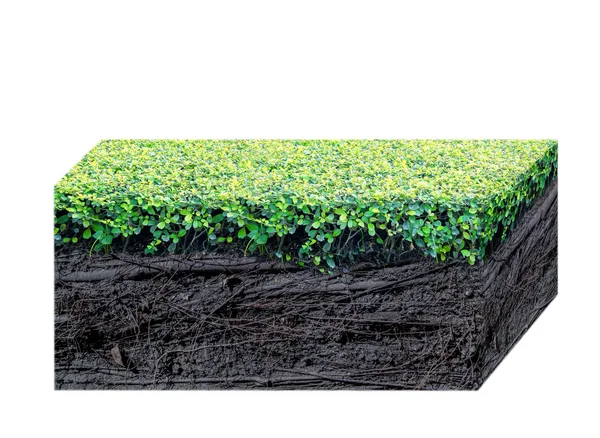 yeşil çim ve izole Karakök 