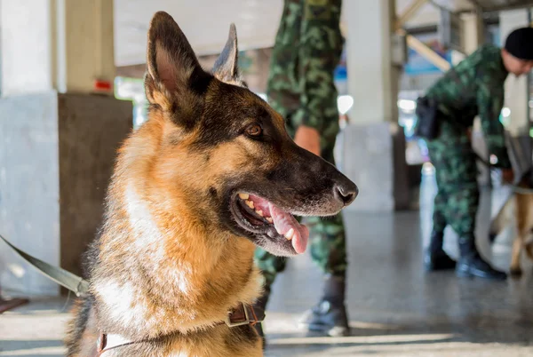 Soldati e il suo cane soldato in città — Foto Stock