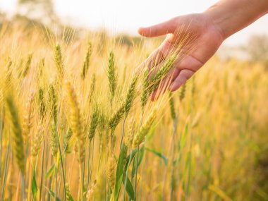 buğday kırsal alandaki kulaklar