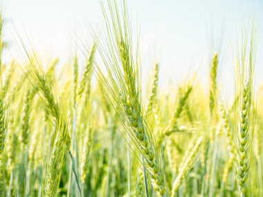 kulaklar kırsal alanında büyüyen buğday