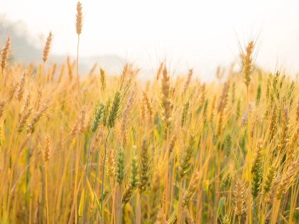 Oren van tarwe op het gebied van het platteland — Stockfoto