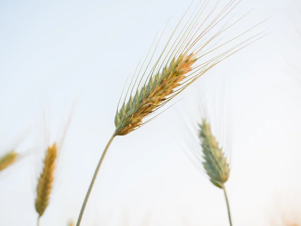 Oren van tarwe op het gebied van het platteland — Stockfoto