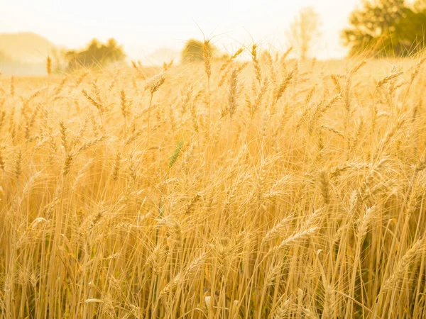 Колосья пшеницы в сельском поле — стоковое фото