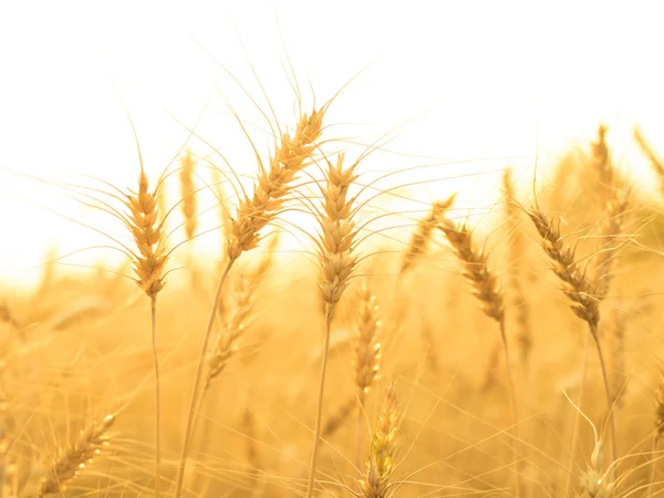 Oren van tarwe op het gebied van het platteland — Stockfoto