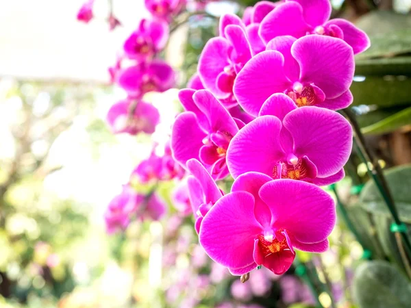 Hermosas flores frescas de la orquídea del vanda —  Fotos de Stock