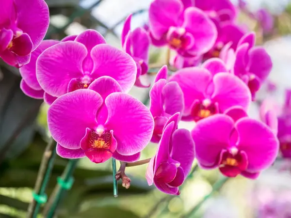 Piękne kwiaty vanda Orchidea — Zdjęcie stockowe