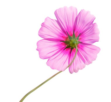 Cosmos çiçek üzerinde beyaz izole kafa 