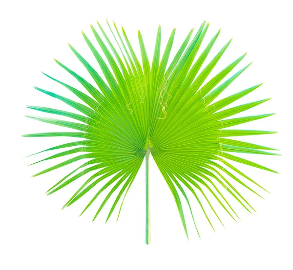 Büyük palmiye yaprağı üzerinde beyaz izole — Stok fotoğraf