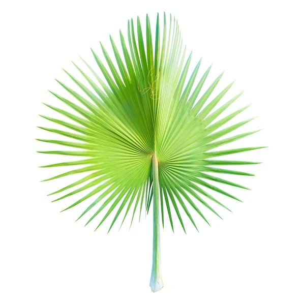 Palm leaf isolated on white — Stock Photo, Image