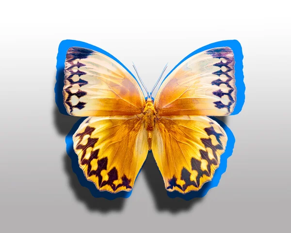 Piękny monarcha motyl na białym tle — Zdjęcie stockowe