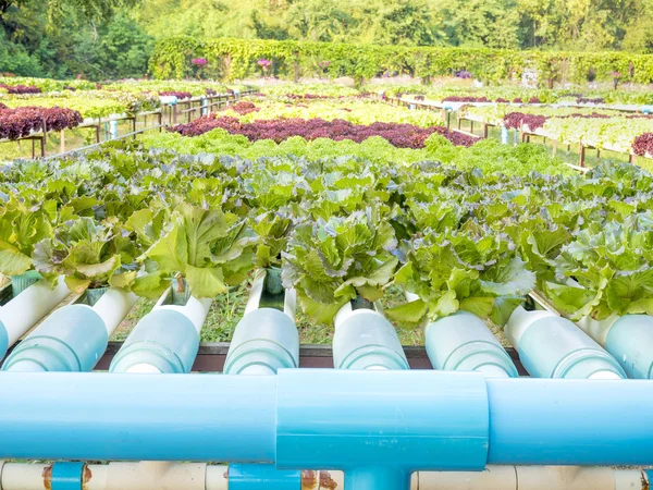 パイプと野菜水耕ラインの — ストック写真