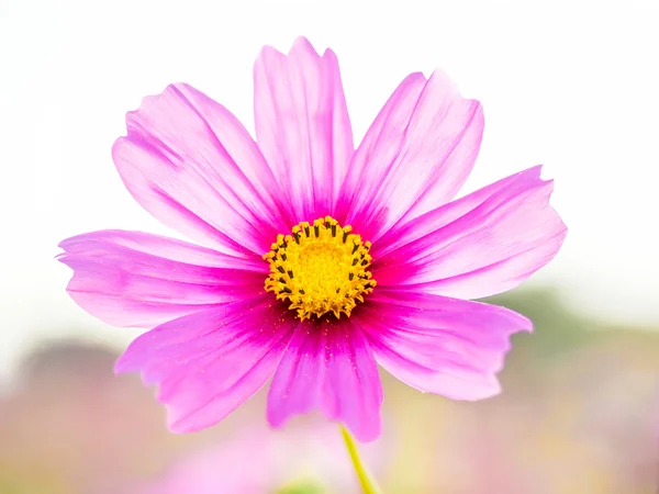 Hermosa cabeza de flor cosmos en al aire libre —  Fotos de Stock