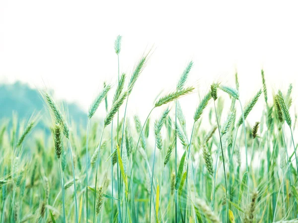 在乡间田野准备收割小麦的耳朵 — 图库照片