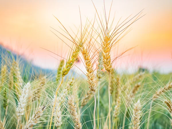 Gouden oren van tarwe op het gebied van het platteland — Stockfoto