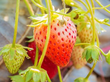 Açık çiftlikte kırmızı çilek