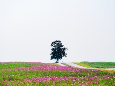 güzel cosmos çiçek alan yol ile