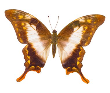 Beyaz arka plan üzerinde izole kelebek hata