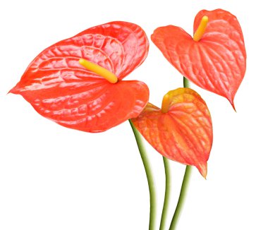 Flamingo Çiçeği de izole edilmiş erkek çiçek olarak bilinir.