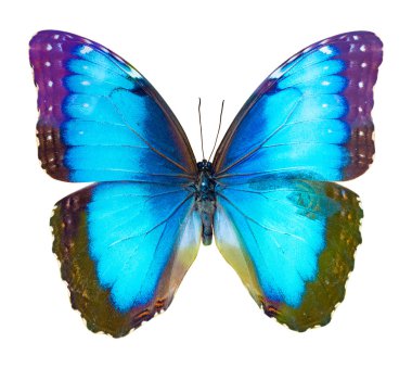 Mavi kelebek bembeyaz