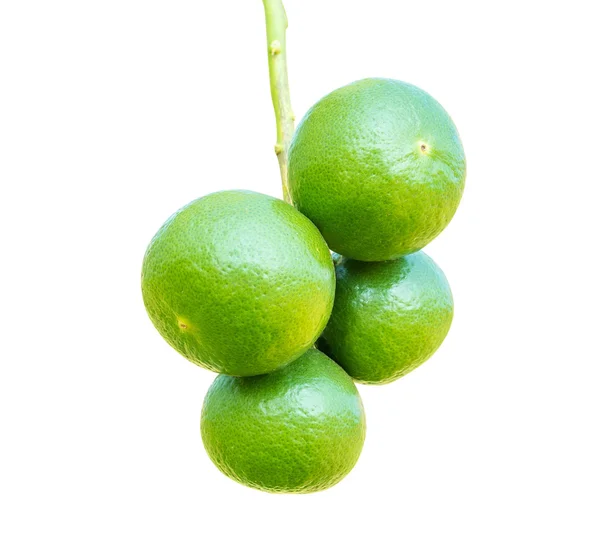 Zelené citrony na pobočce ve farmě — Stock fotografie
