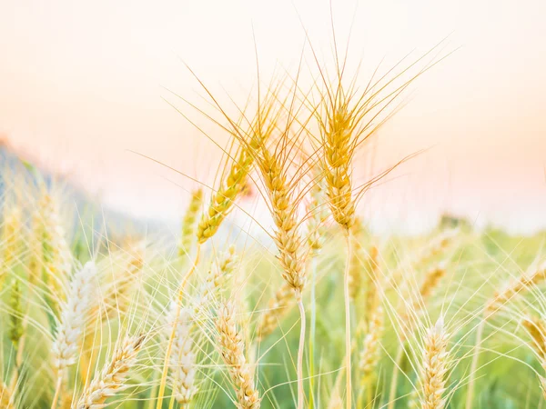 小麦在乡间田野的金耳朵 — 图库照片