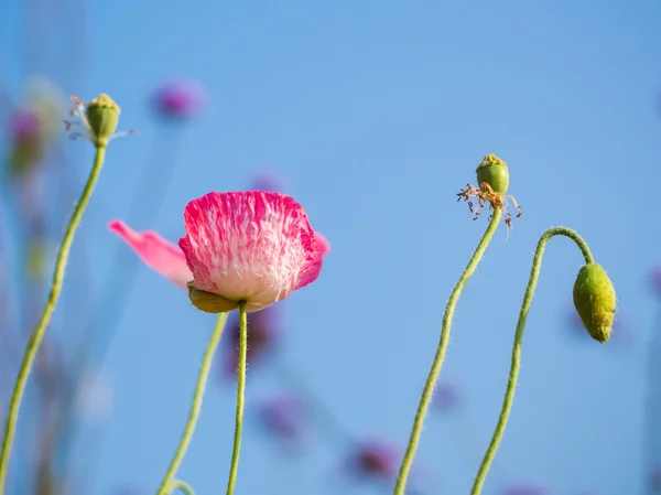 ピンクのポピーの花の頭の選択と集中 — ストック写真