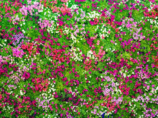 Pared decorada completa con las coloridas flores frescas —  Fotos de Stock