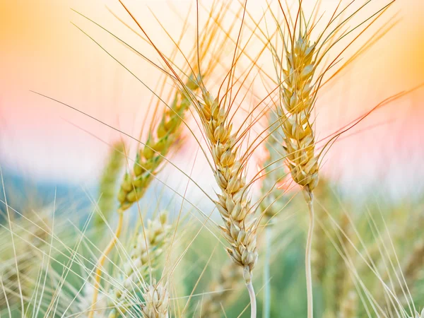 Gouden oren van tarwe op het gebied van het platteland — Stockfoto