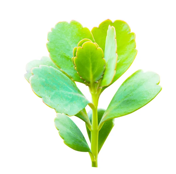 Grüne Babypflanze isoliert auf weiß — Stockfoto