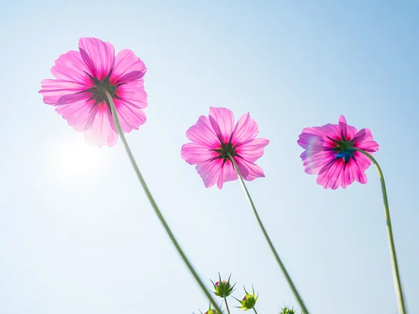美丽的波斯菊花在蔚蓝的天空 — 图库照片