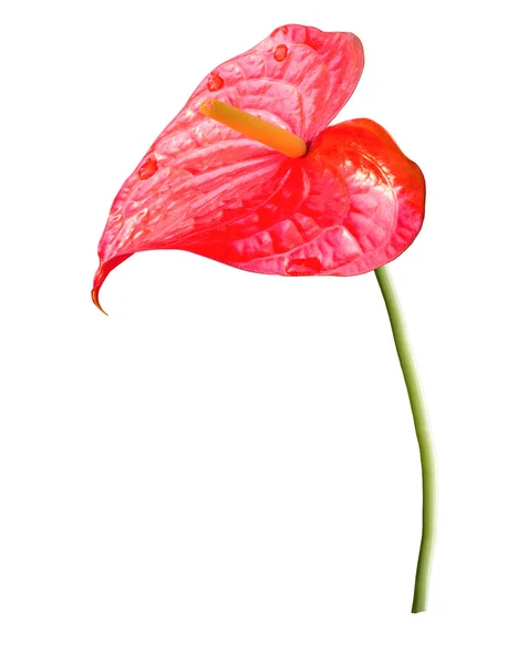 Flamingo Flower também chamado de Boy Flower isolado — Fotografia de Stock