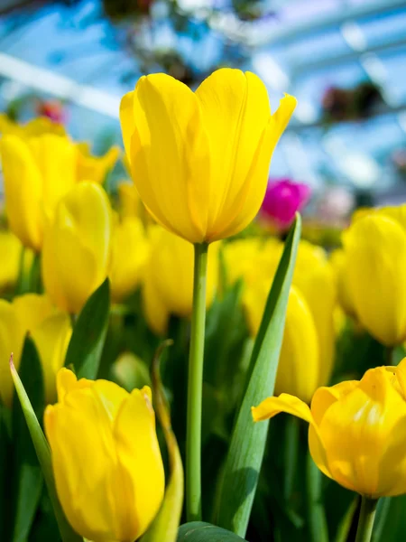 Bellissimi tulipani gialli sul parco — Foto Stock