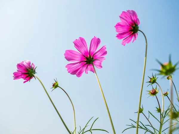 青空に美しいコスモスの花 — ストック写真