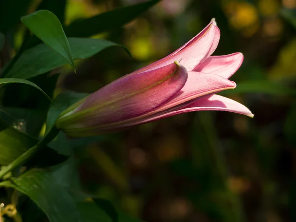 Красивая цветочная голова лилии, цветущая в парке — стоковое фото