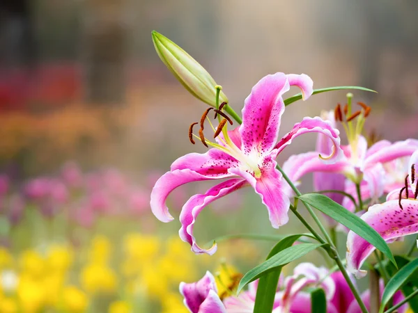Прекрасная цветочная голова лилии цветет — стоковое фото