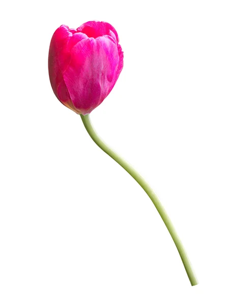 白色背景下的红郁金香花 — 图库照片