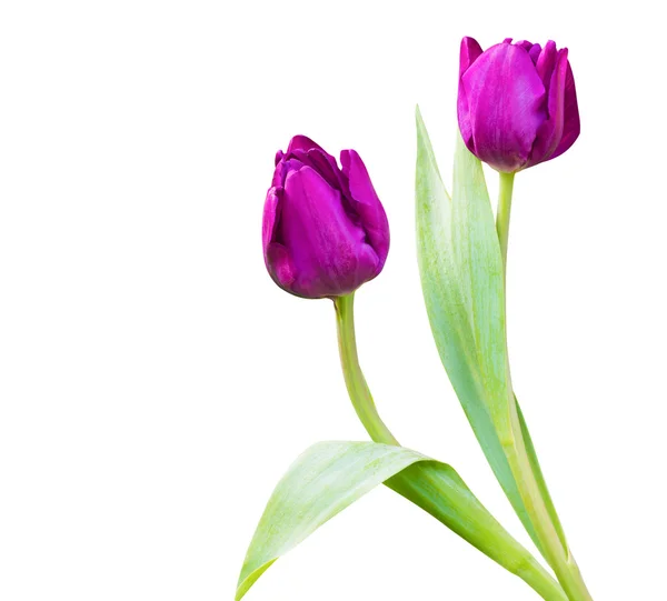 Lila tulpan blomma isolerad på vit — Stockfoto