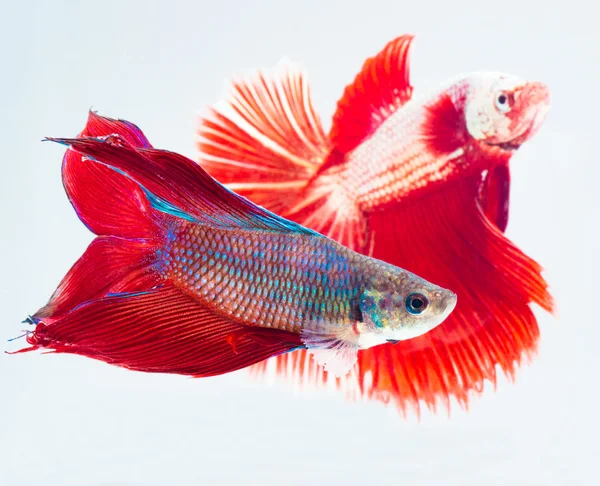 Peces betta también llamados peces siam lucha en acción —  Fotos de Stock