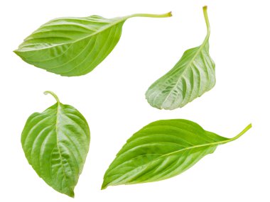 fesleğen bitki yaprak beyaz arka plan üzerinde izole makro atış