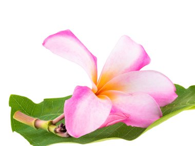 Beyaz güzel plumaria çiçekler