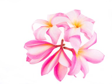 Beyaz güzel plumaria çiçekler