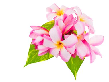 Beyaz güzel plumaria çiçekler