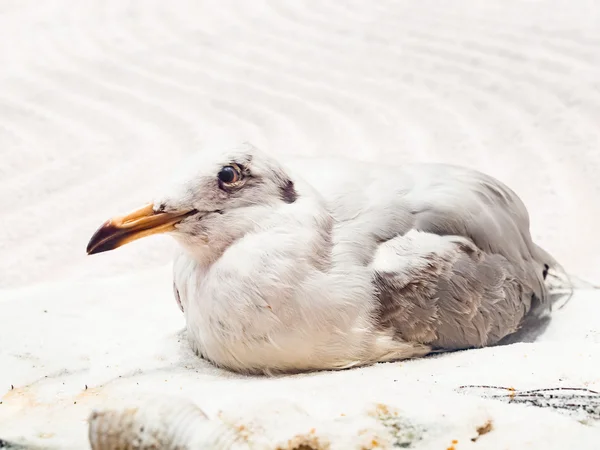 Close up shot on seagull bird in the education show — Stock Photo, Image